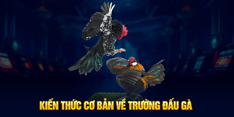 Kiến thức cơ bản về trường đấu gà