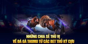 Những chia sẻ thú vị về đá gà Thomo từ các bet thủ kỳ cựu