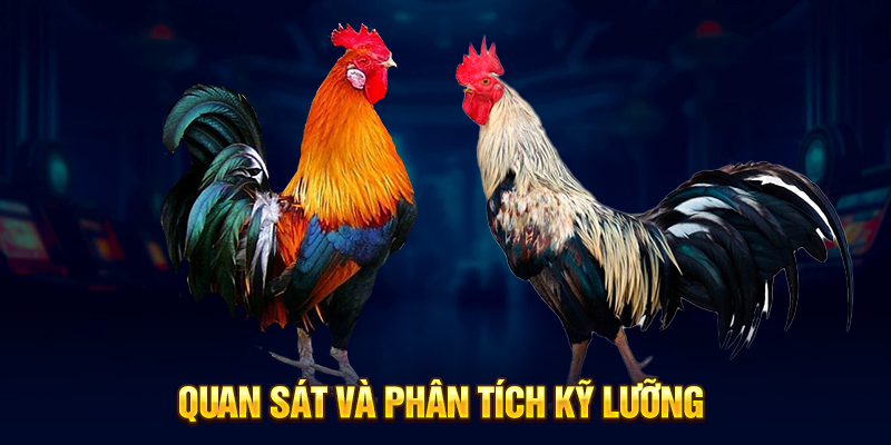 Quan sát và phân tích kỹ lưỡng